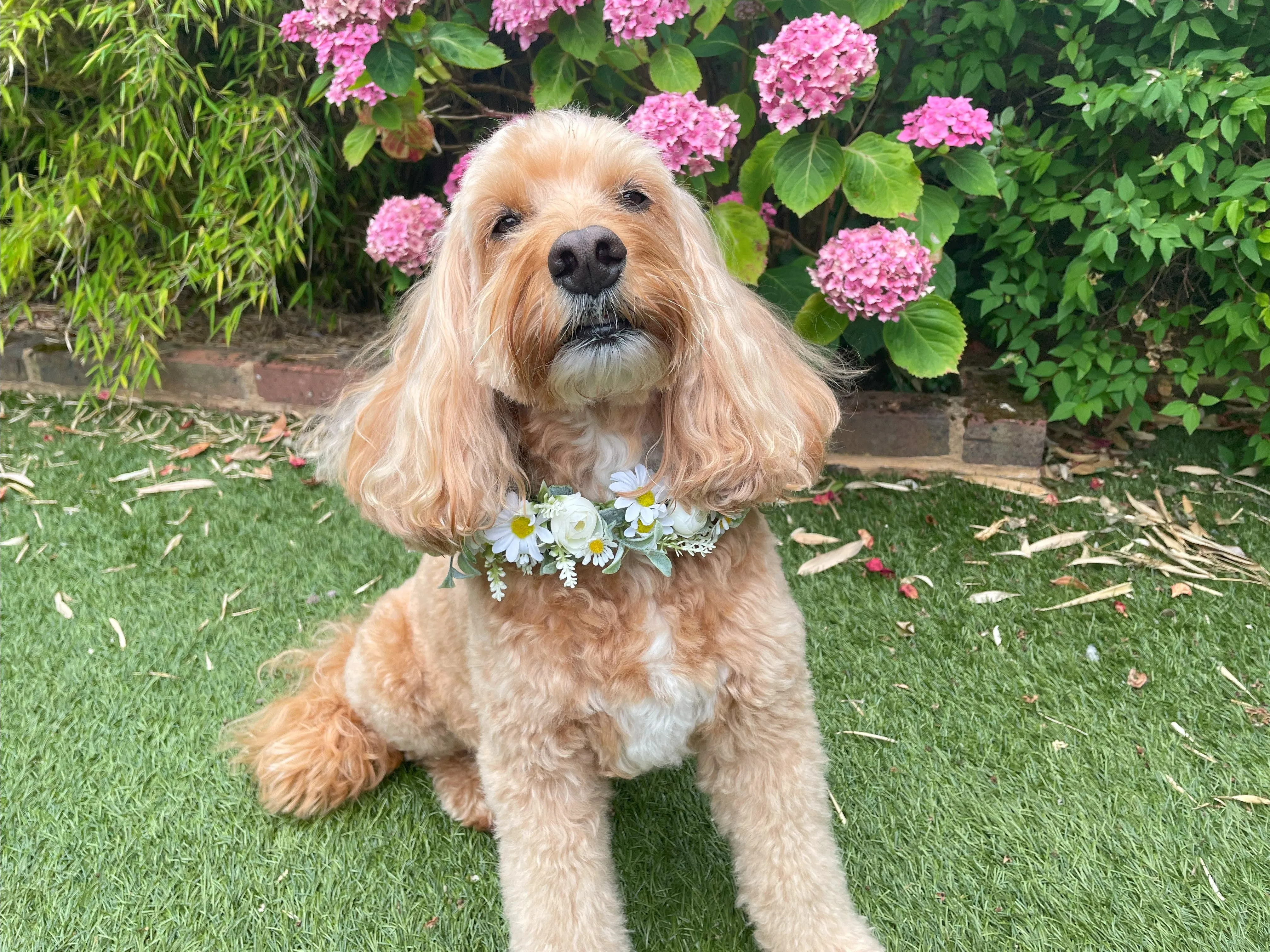 Dog flower garland collar with delicate daisies