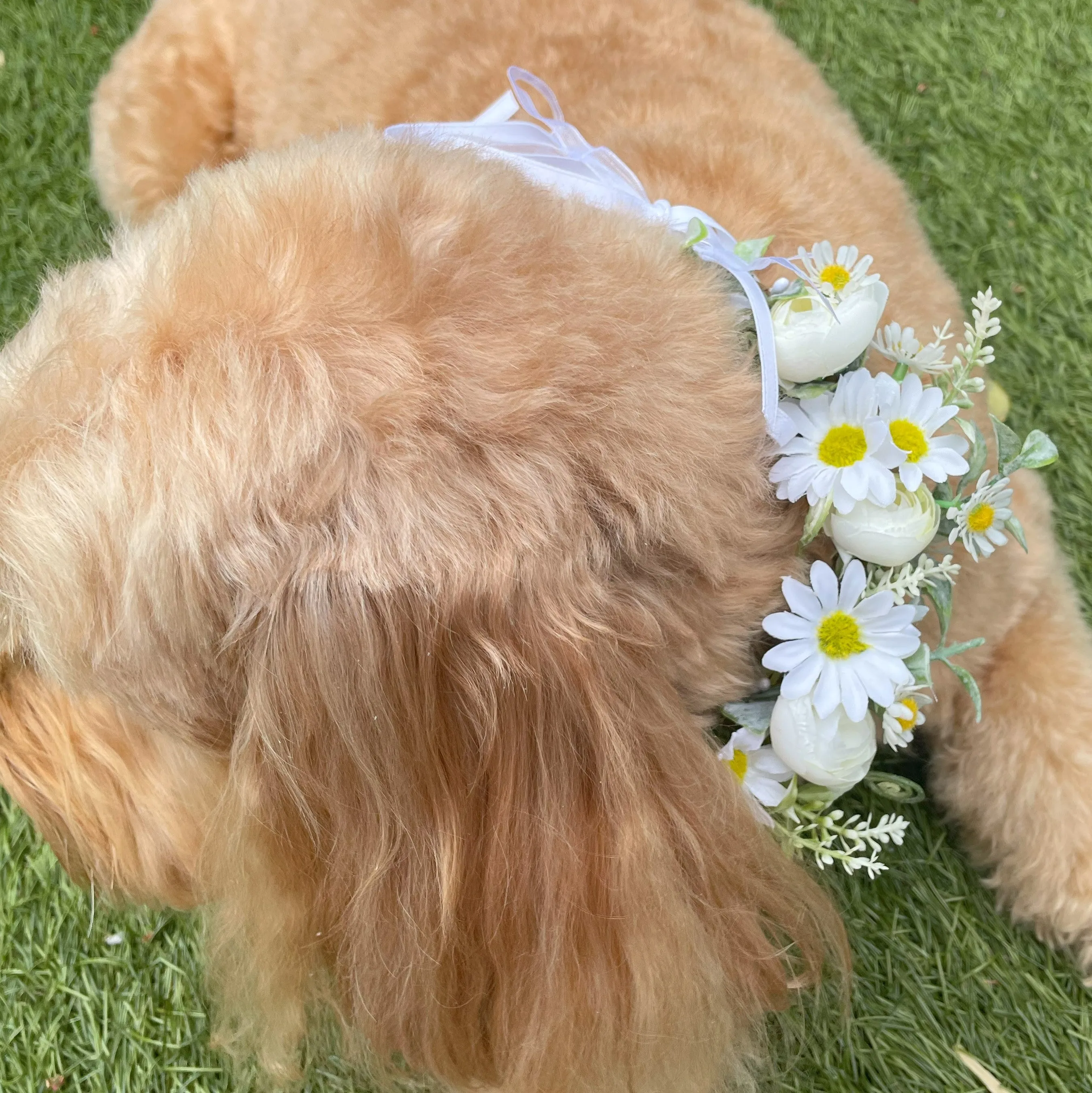 Dog flower garland collar with delicate daisies