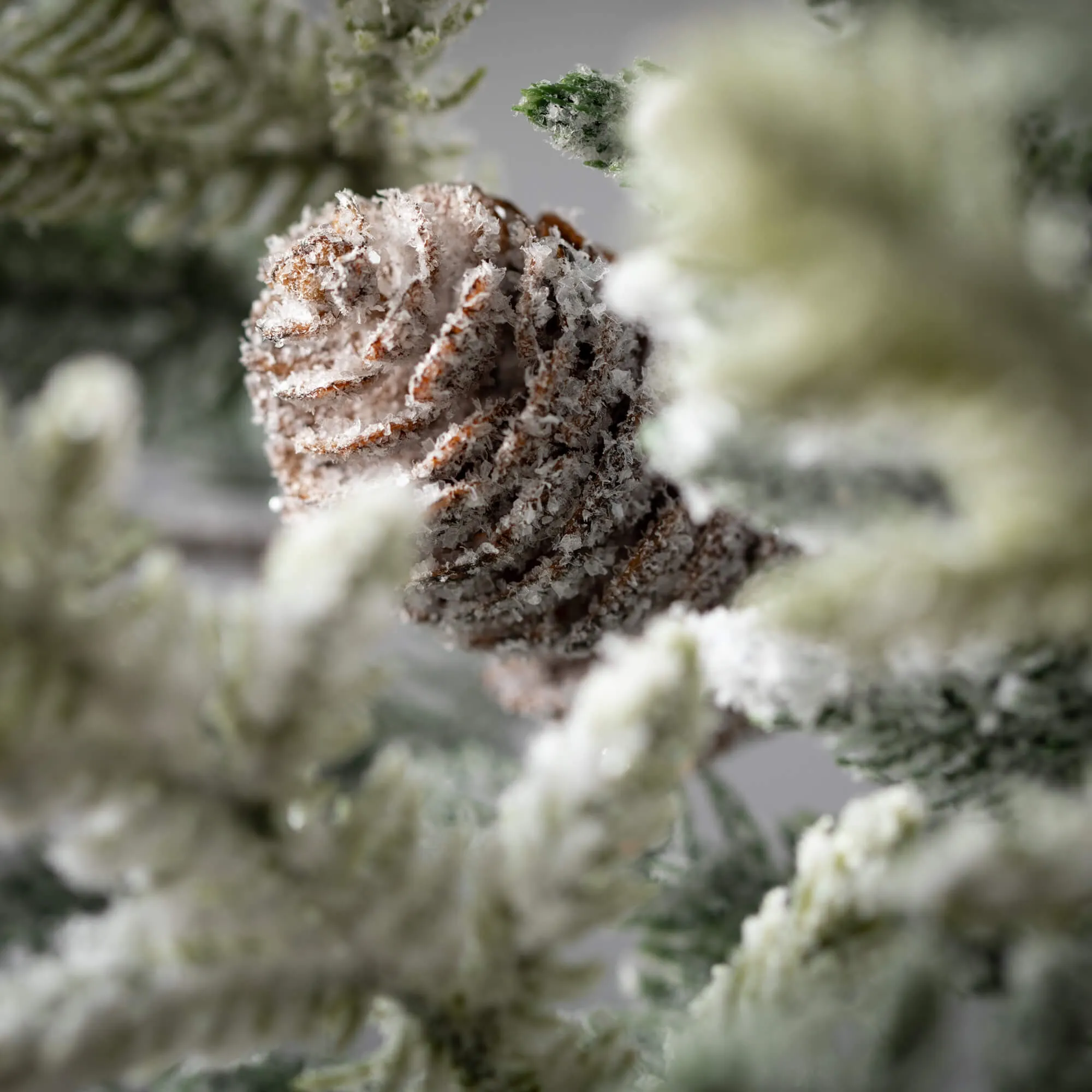 Frosted Pine Pinecone Spray