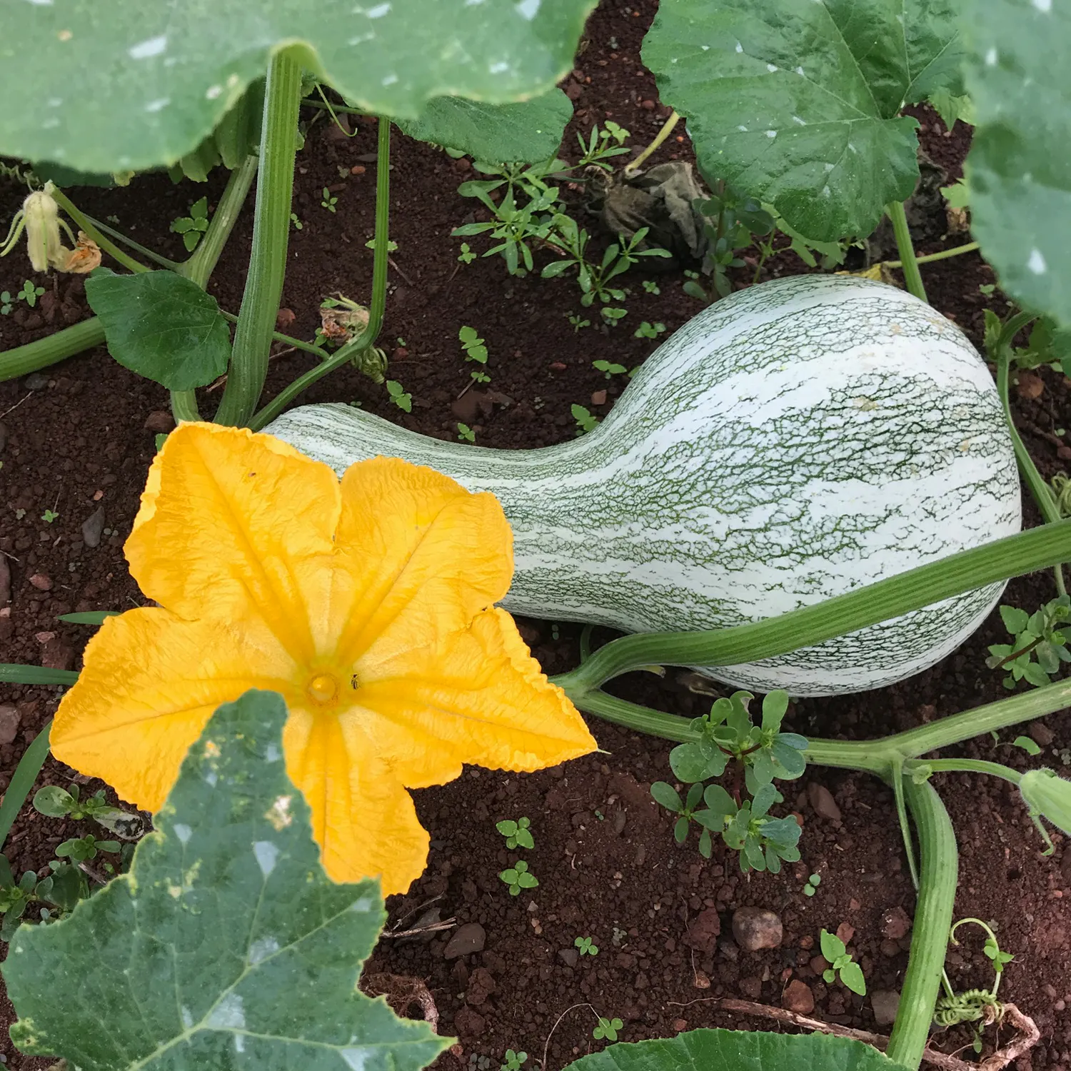 Green Striped Cushaw Winter Squash Seeds (Cucurbita mixta cv.)