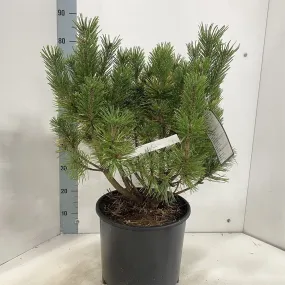 Pinus mugo Winter Sun 32cm Pot 60cm Shrub Plant