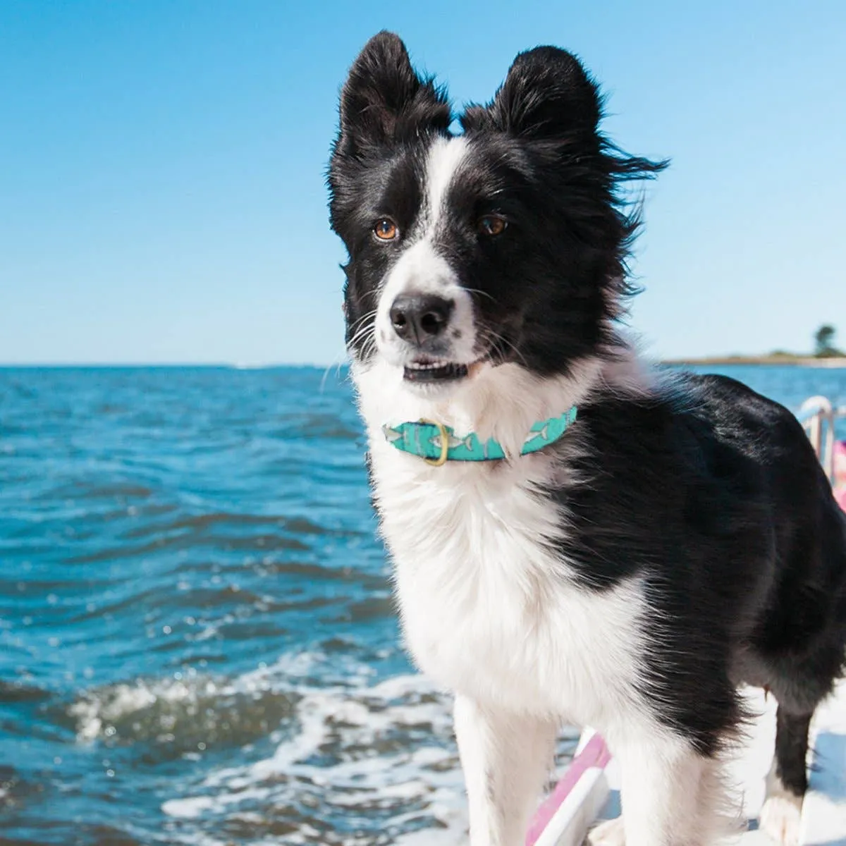 Shark Dog Collar