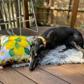 Yellow martingale collar - water resistant